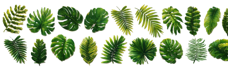 Collection of Lush Green Tropical Leaves on Black Background