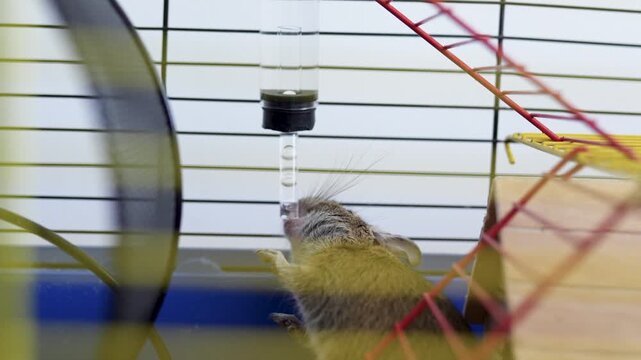 Cute degus squirel in a cage closeup. Demestic octodon pet.	