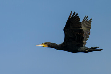 Kormoran im Flug in Schweden im Herbst	