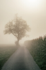 Rural scene with a lone tree beside a country road through a cornfield on a foggy morning.