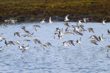 Sandregenpfeifer und Alpenstrandläufer im Flug an der Ostsee	