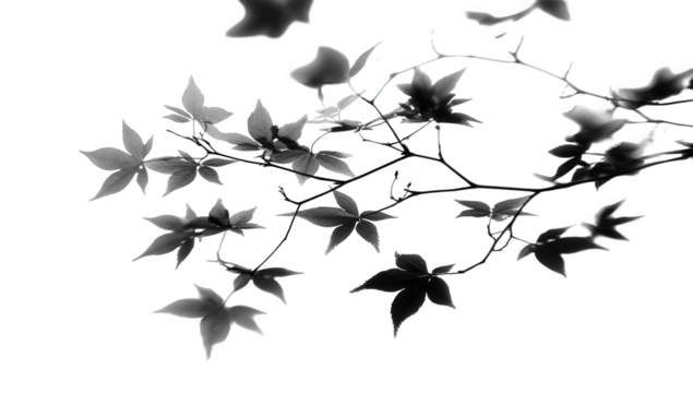 Grayscale Maple Leaves Branch on Black Background