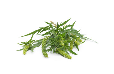 Flower and leaves of ambrosia.