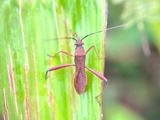 Close up of eastern leaf footed bug (Leptoglossus phyllopus)