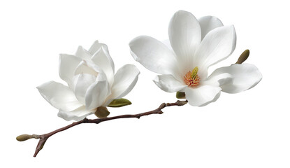 Naklejka premium Two White Magnolia Blossoms on Branch Isolated on Black Background
