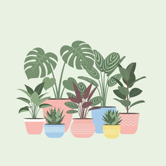 Obraz premium Vibrant collection of diverse potted houseplants, featuring Monstera, succulents, and leafy greens in colorful pots.