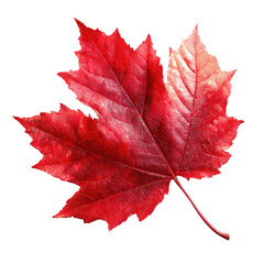 Red Maple Leaf On Transparent Background