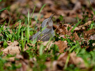 草むらのヒヨドリ