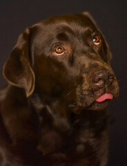 Fototapeta premium Portrait of a brown Labrador Retriever with tongue out against a black background.