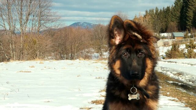 4K German Shepherd Puppy Playing in Snow, Sarajevo Mountains