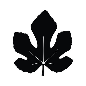 Stylized silhouette of a fig leaf with detailed veins on a clean white background