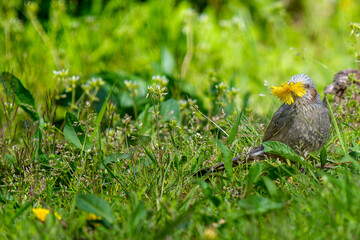 草むらのヒヨドリ