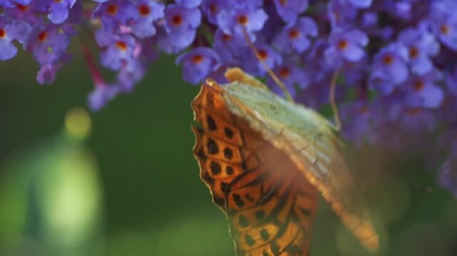 A vibrant silver-washed fritillary butterfly delicately feeds on beautiful buddleia flowers in a peaceful garden setting. The warm spring light enhances the colors, creating a tranquil atmosphere.
