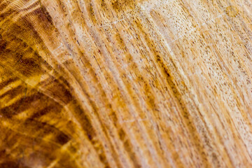 old wood texture background