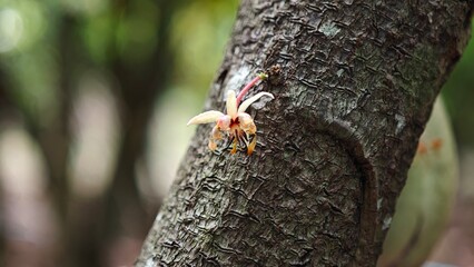 Cacao flower growing on tree trunk.