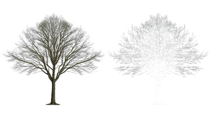 Realistic Winter Tree Silhouette Illustration with Alpha Channel for Compositing