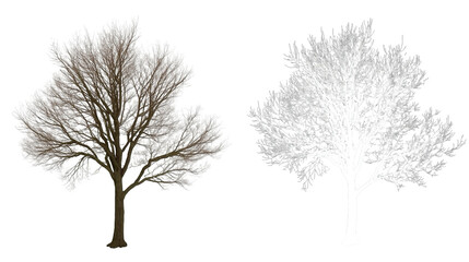 Detailed Winter Tree With Alpha Channel For Compositing and Design