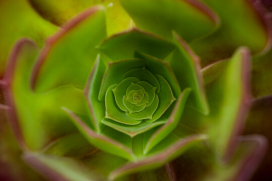 Close-up of a bright green aeonium succulent plant