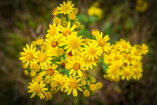 Bright yellow common ragwort flowers, senecio jacobae