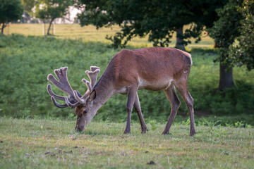 A young stag, a buck, grazes the forest floor. A typical English nature scene