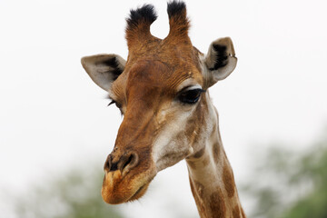 Obraz premium Giraffe Looking Down with Thoughtful Expression