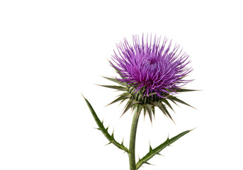 Purple Thistle Bloom: Close-Up Botanical Photography isolated on transparent background