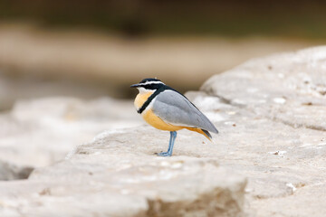 Side View of African Pitta Perched on Rocky Ground