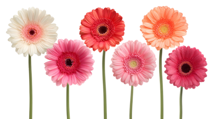 Six Gerbera Daisies in Pink Orange and White on Black Background