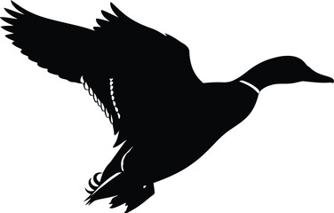 Silhouette of a mallard duck in flight against white vector