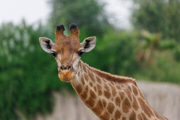 Giraffe Staring Toward the Camera in Green Landscape