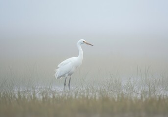 Fototapeta premium White Heron Stands Alone in a Misty Marsh A Serene Nature Scene