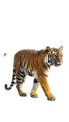 Obraz premium Tiger walking, isolated on white