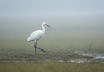 Obraz premium Elegant White Heron in Misty Wetlands