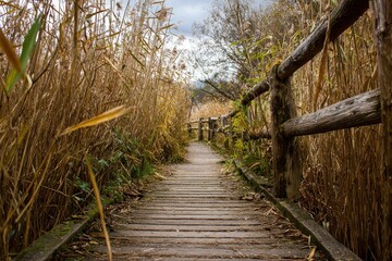 Tranquil nature pathway through reed walkway in a serene landscape inviting exploration and relaxation at dusk