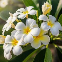 Fototapeta premium white frangipani flowers