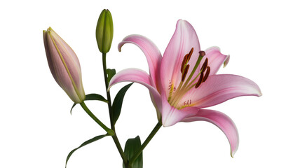 Delicate pink lily flower with buds isolated on transparent background
