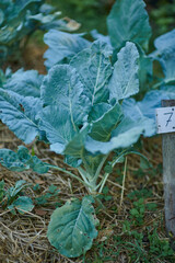 Fresh green cabbage plant growing in organic garden bed outdoors