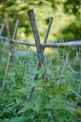 Wooden trellis with netting supporting green bean plants in garden