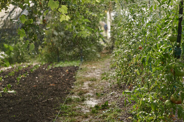 Irrigation of tomato plants in vegetable garden with water spray