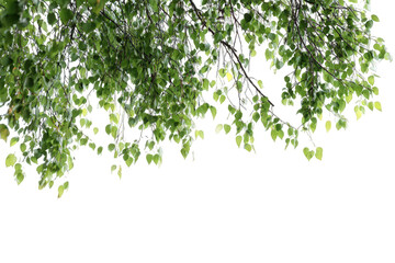 Green Tree Branch with Lush Leaves on Transparent Background