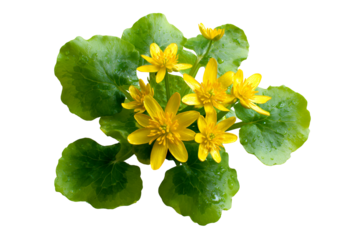 Yellow Lesser Celandine flowers with green leaves on black background