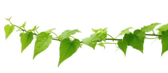 Green Vine with Lush Leaves on Black Background