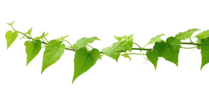 Green Vine with Lush Leaves on Black Background