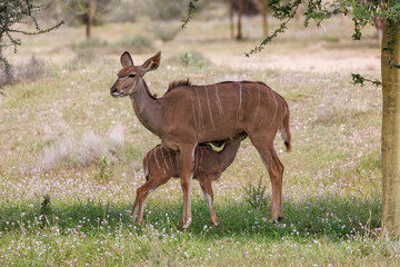 Nursing Calf Beneath Kudu Mother in Natural Surroundings