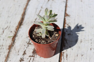 ROJNIKOWIEC ŁUSKOWATY Orostachys boehmeri VARIEGATA mrozoodporny © Perovskia