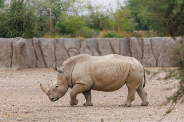 Naklejka premium White Rhinoceros Walking in Dry Enclosure