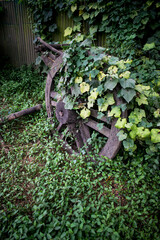 An old buffalo cart has not been used for many years, and some wild trees and vines have grown over it, causing it to become damaged.
