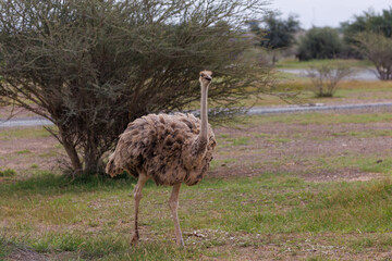 Female Ostrich Standing in Open Field