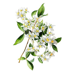 Watercolor illustration of a flowering mock orange branch on black background