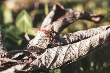Red dragonfly sitting on a leaf and turning its head.